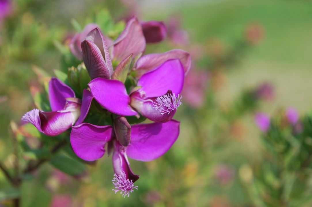 塞浦路斯春天有多美？花海圣地迷人                   